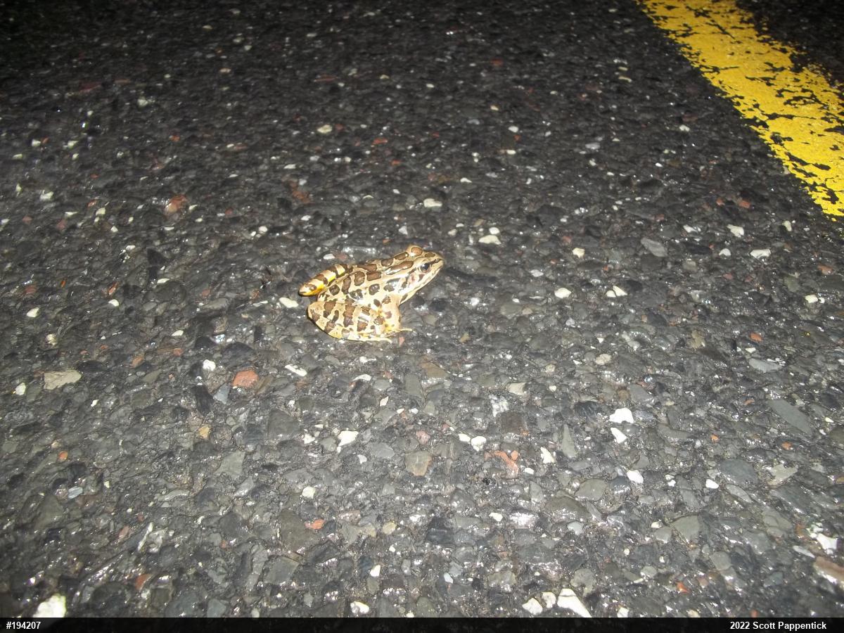 Pickerel Frog