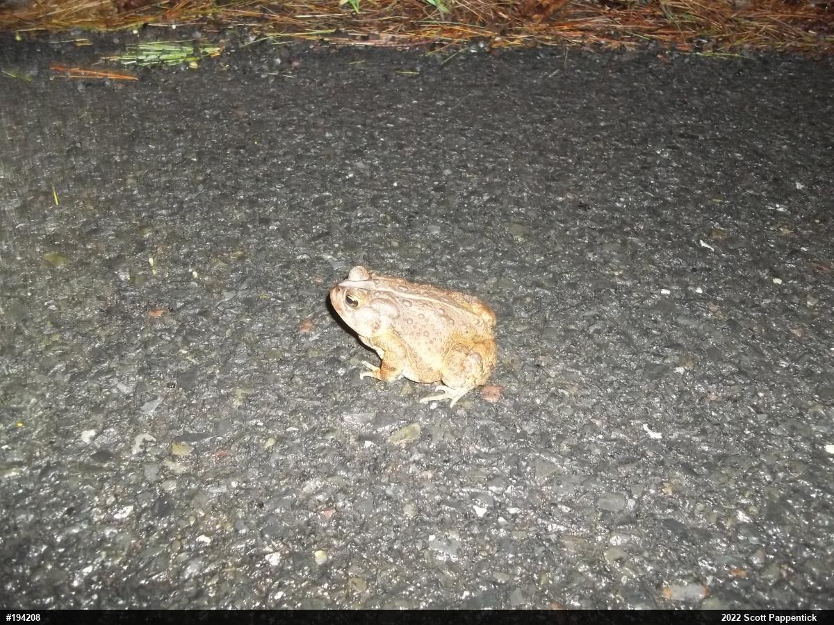 Eastern American Toad
