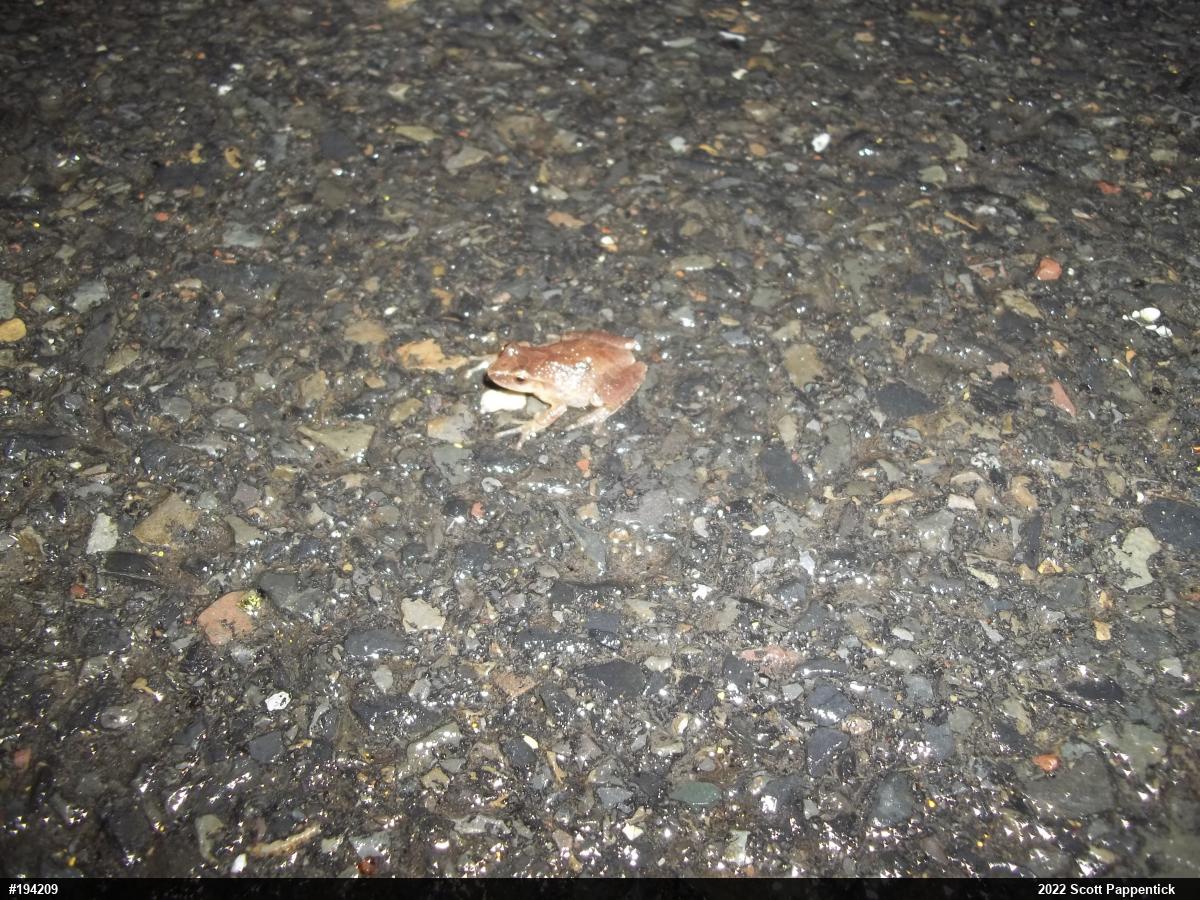 Spring Peeper