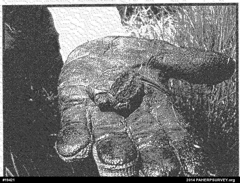 Snapping Turtle