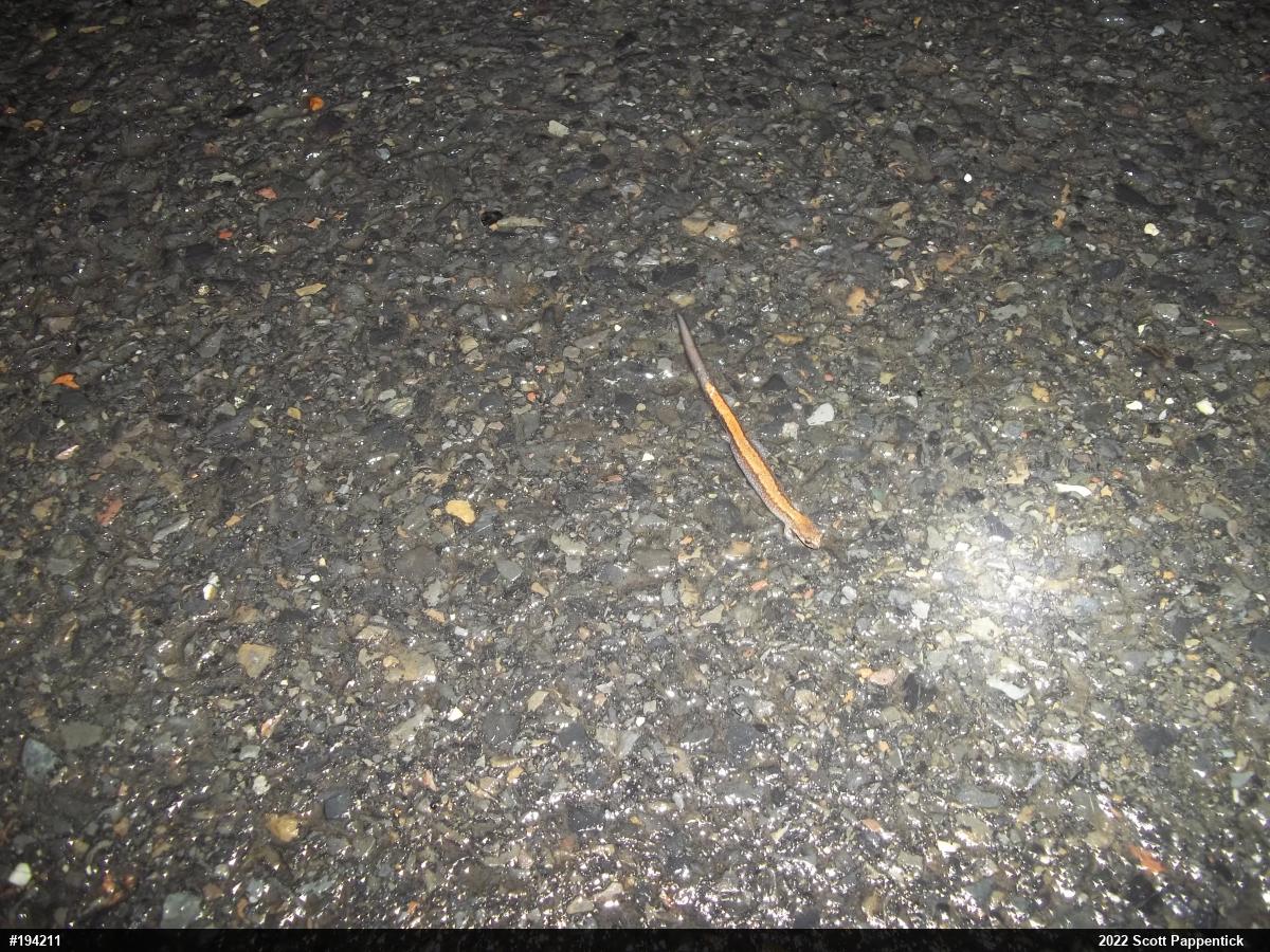 Eastern Red-backed  Salamander