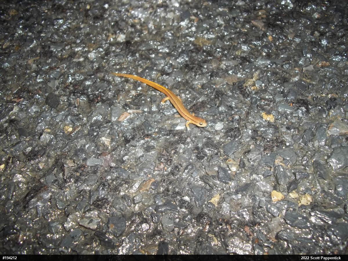 Northern Two-lined Salamander