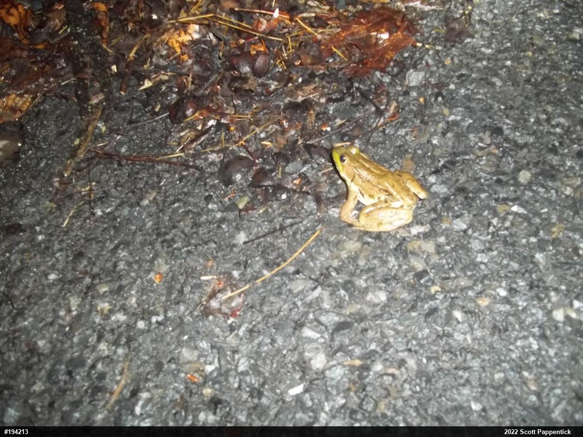 Green Frog