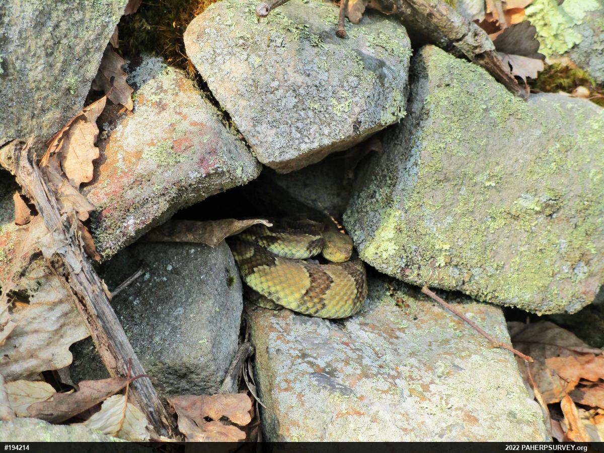 Timber Rattlesnake