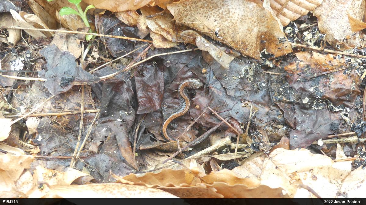 Eastern Red-backed  Salamander