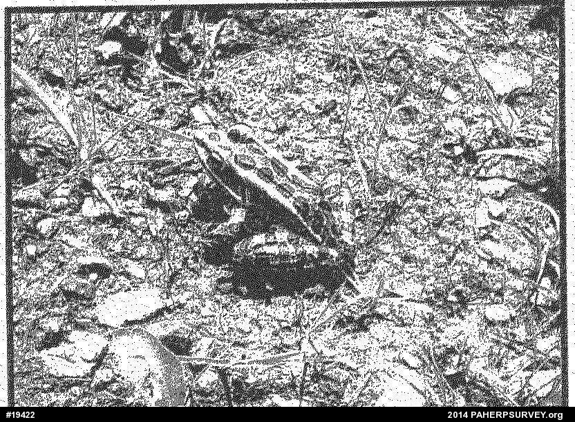 Pickerel Frog