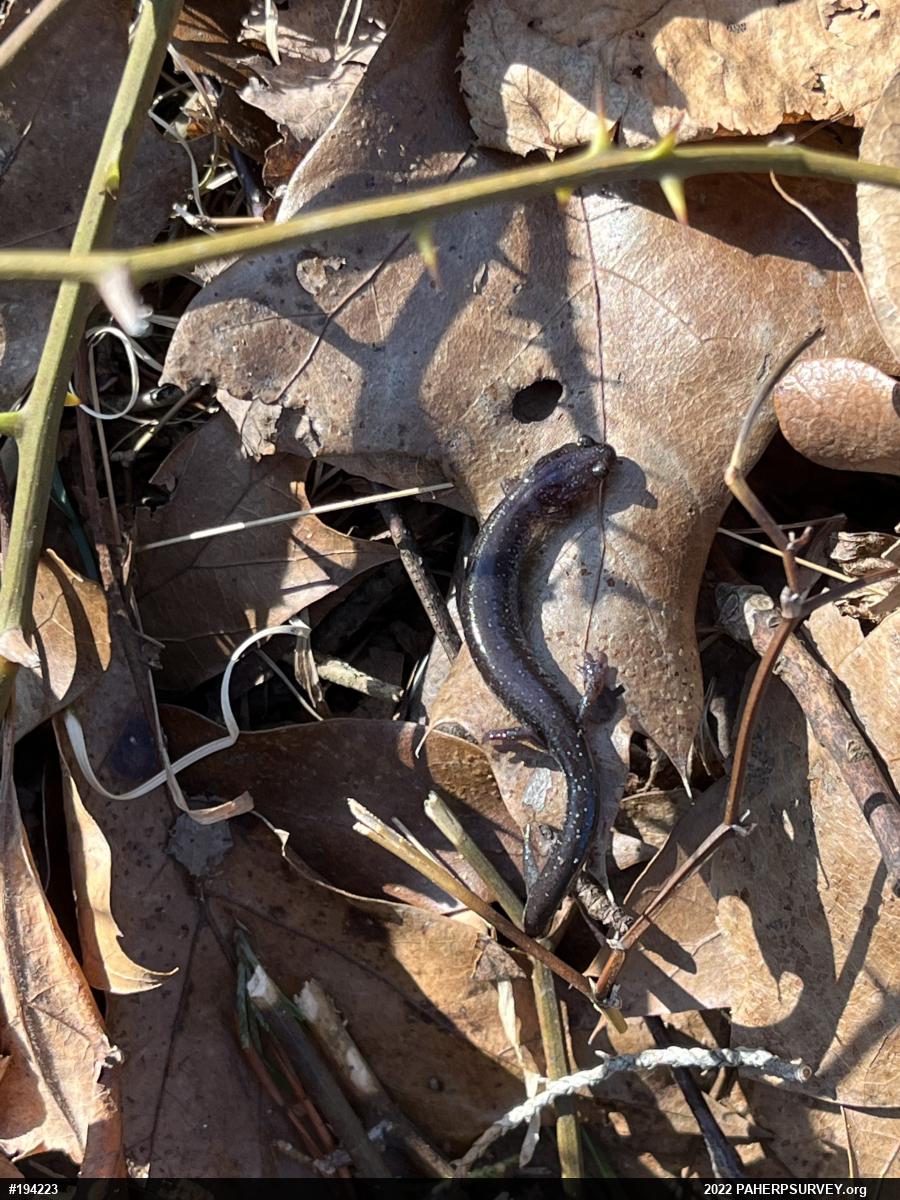 Eastern Red-backed  Salamander