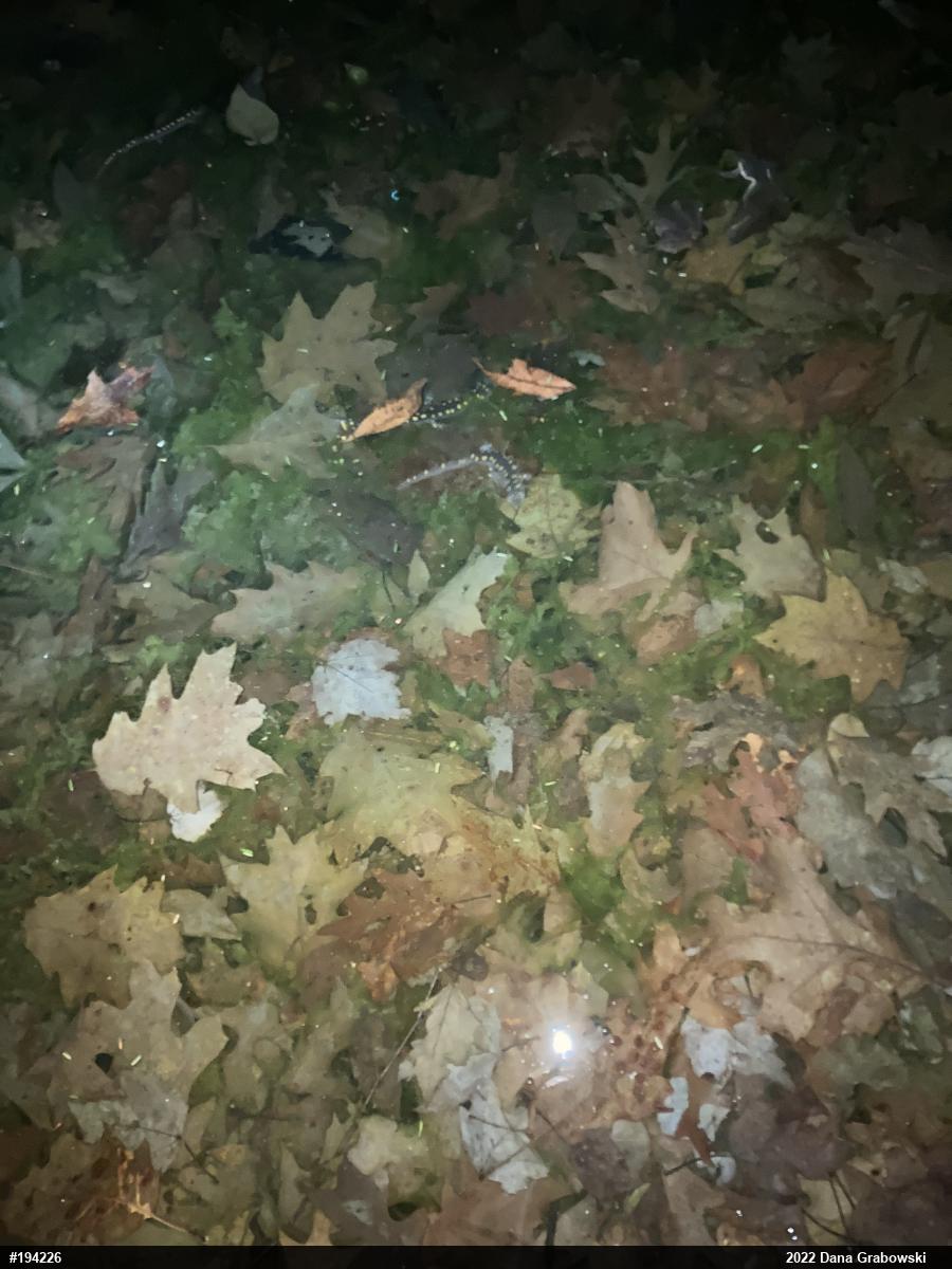 Spotted Salamander