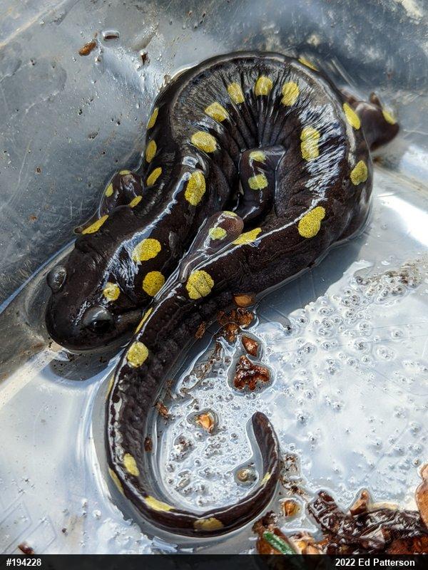Spotted Salamander