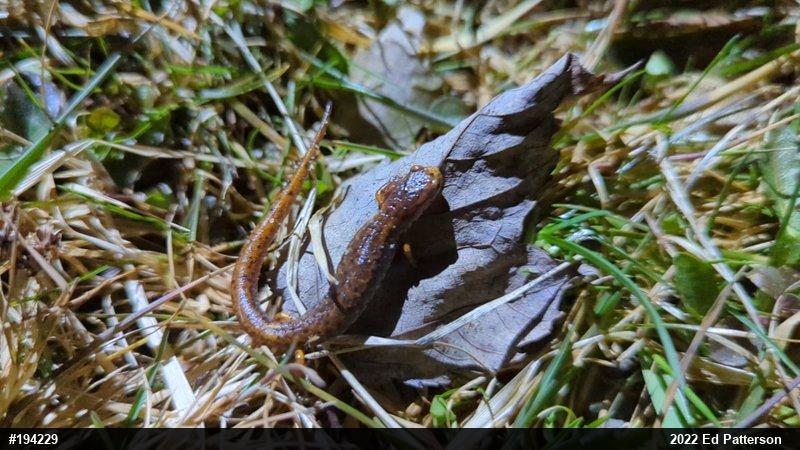 Four-toed Salamander