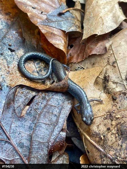Valley And Ridge Salamander
