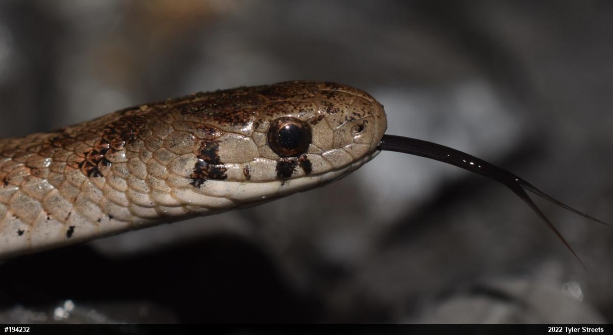 Dekay's Brownsnake