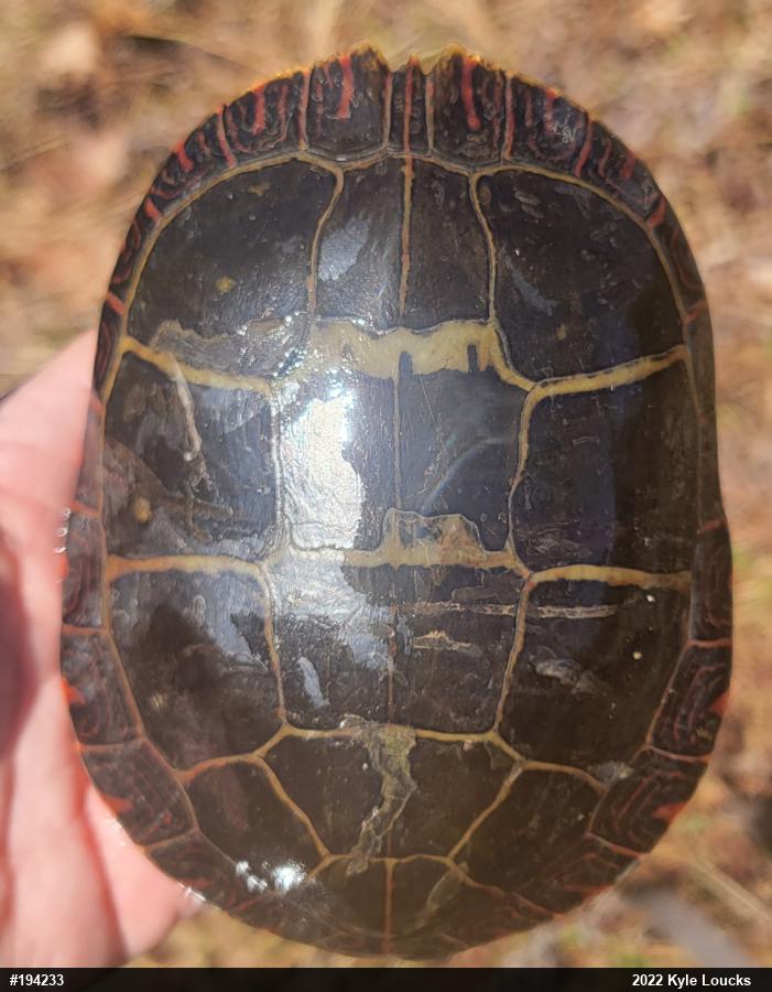 Eastern Painted Turtle
