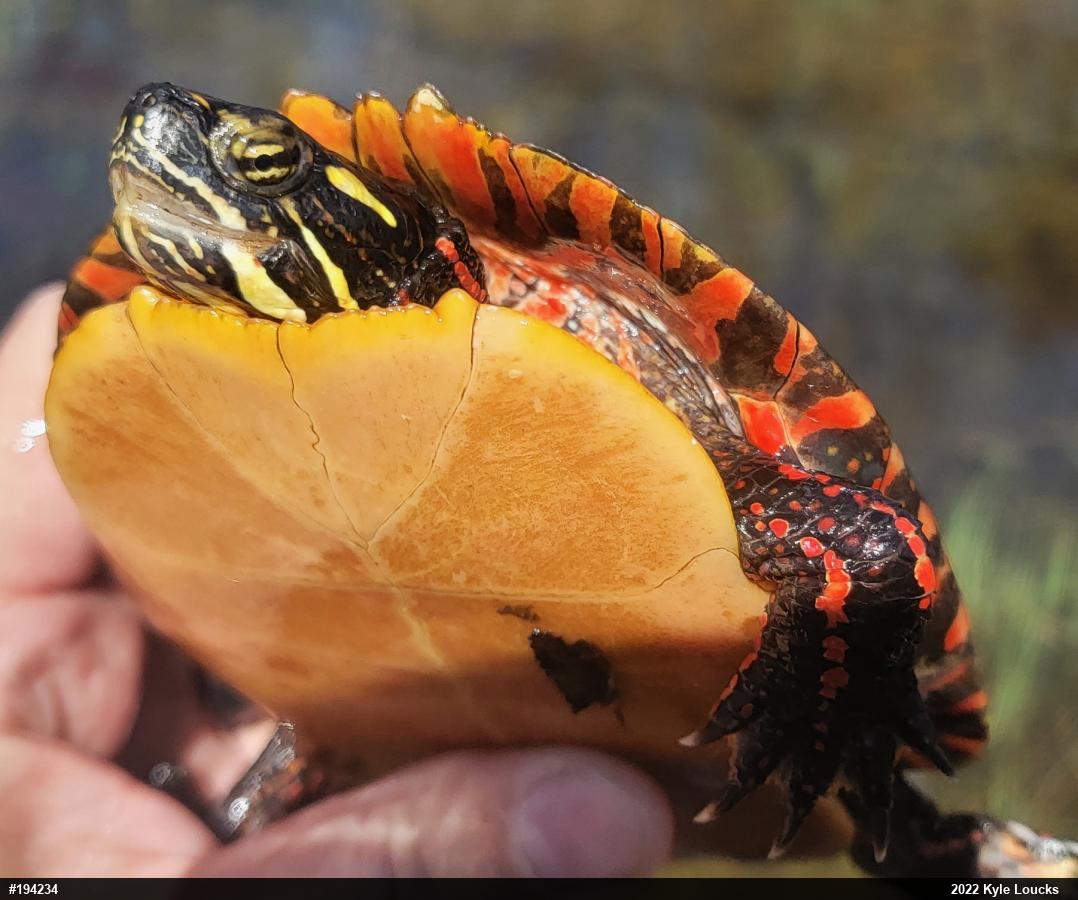 Eastern Painted Turtle