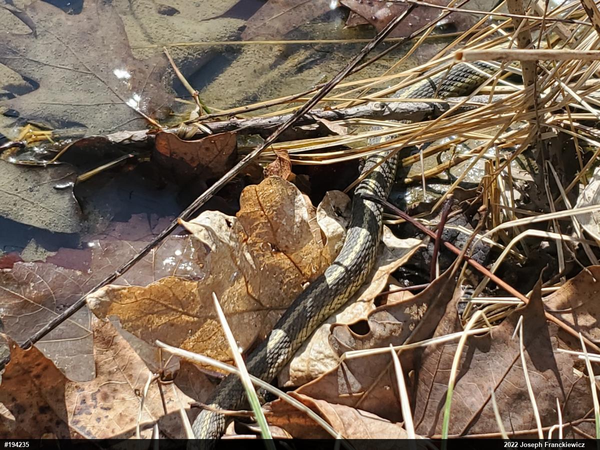 Eastern Gartersnake
