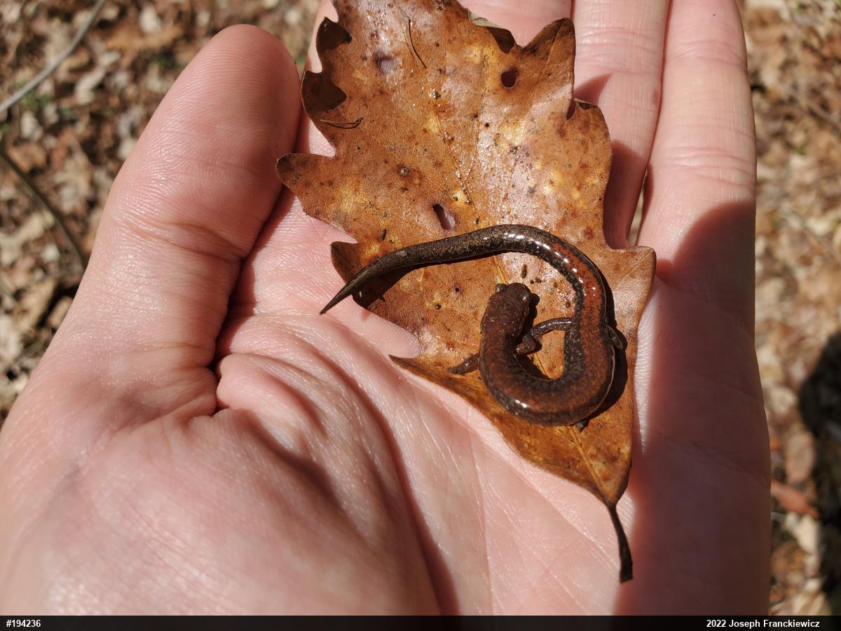 Eastern Red-backed  Salamander