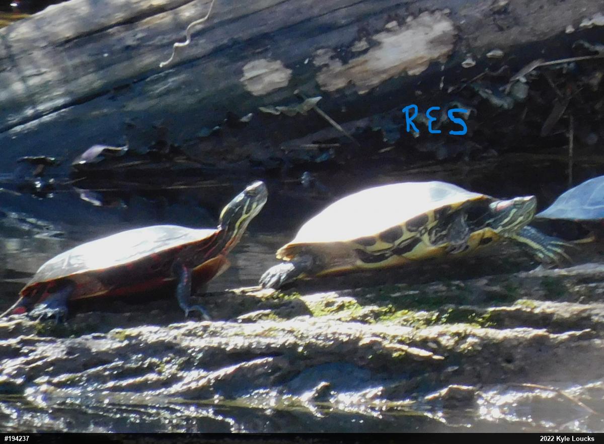 Painted Turtle