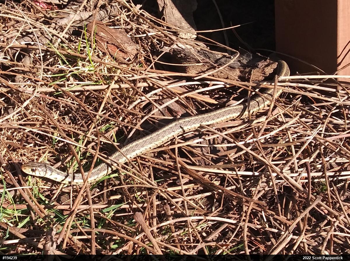 Eastern Gartersnake
