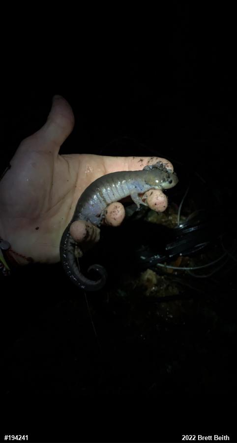 Spotted Salamander