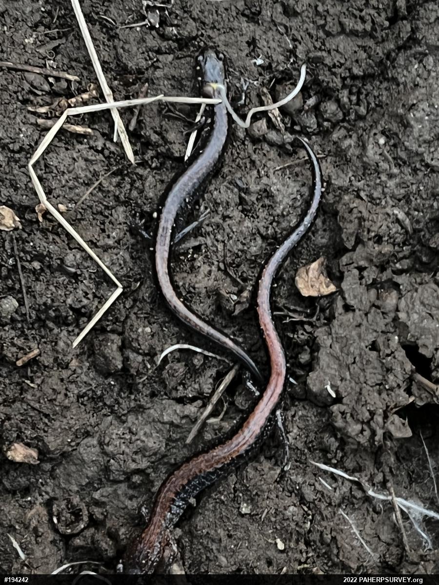 Eastern Red-backed  Salamander