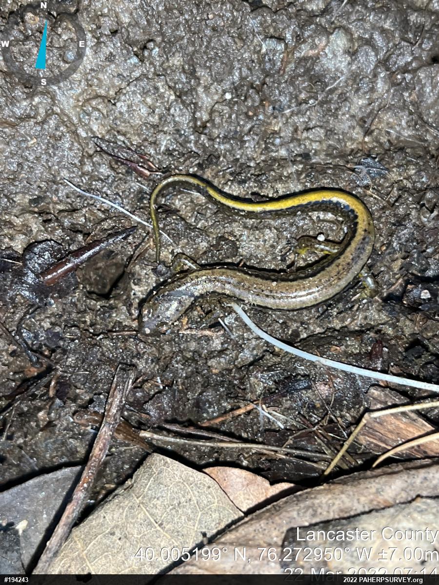 Northern Two-lined Salamander