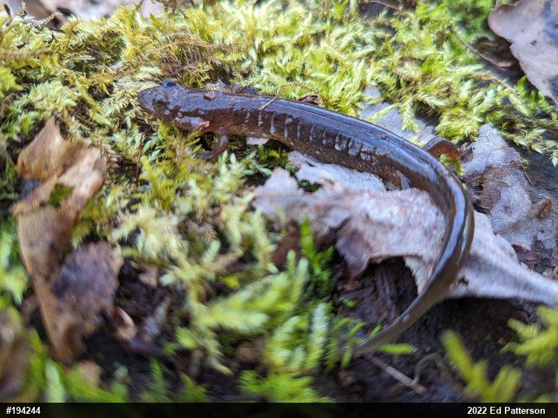 Northern Dusky Salamander
