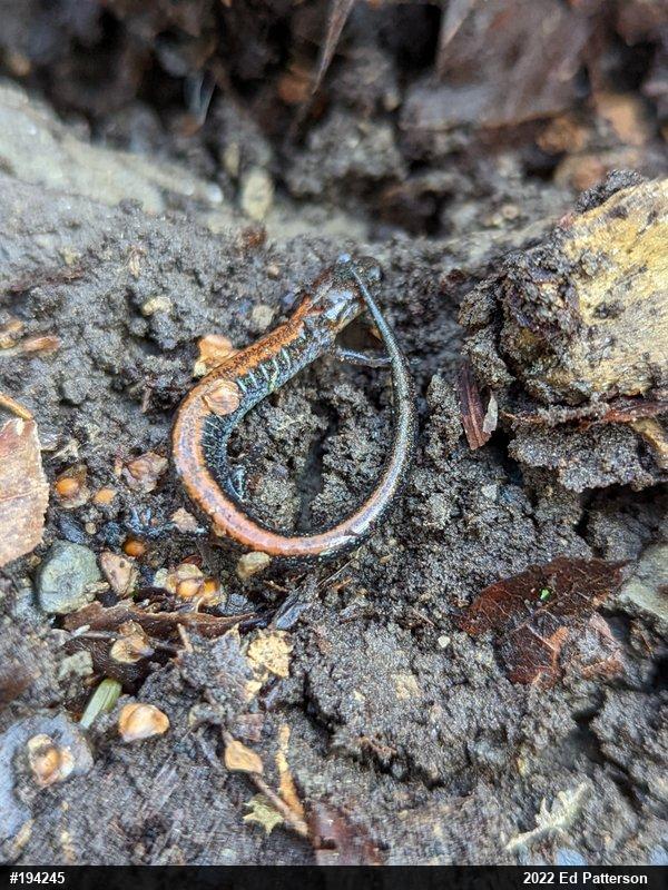 Eastern Red-backed  Salamander