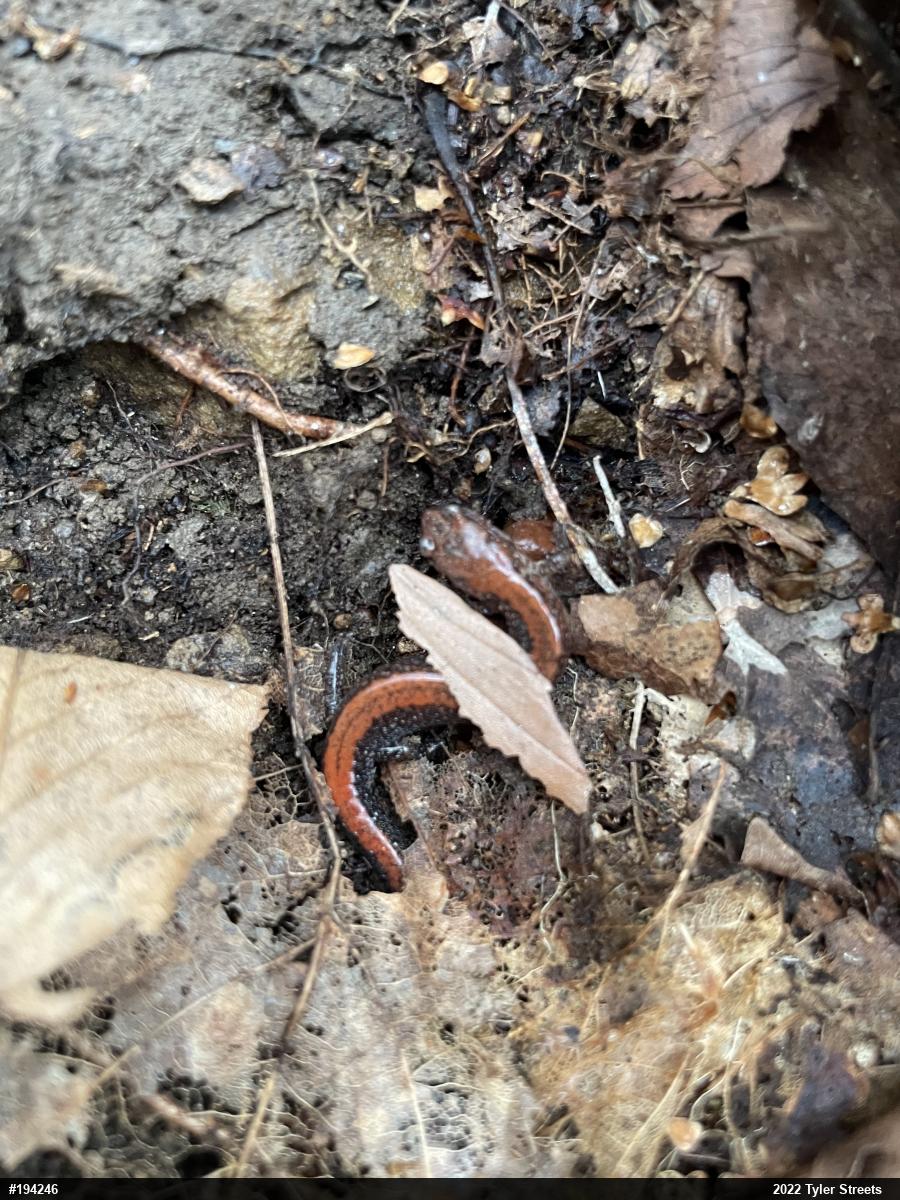 Eastern Red-backed  Salamander