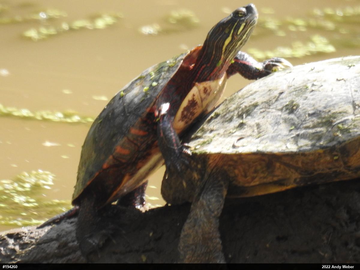 Midland Painted Turtle