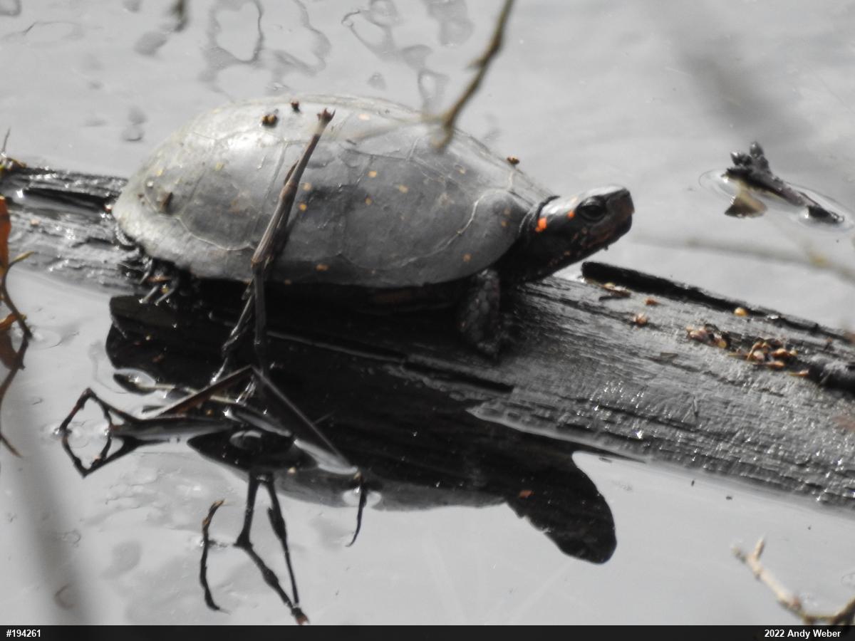Spotted Turtle