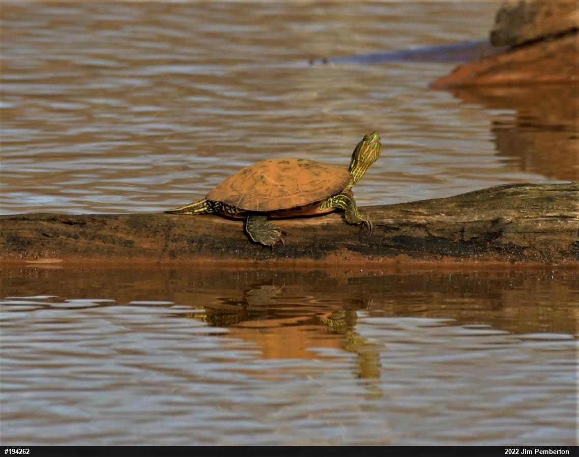 Red-eared Slider
