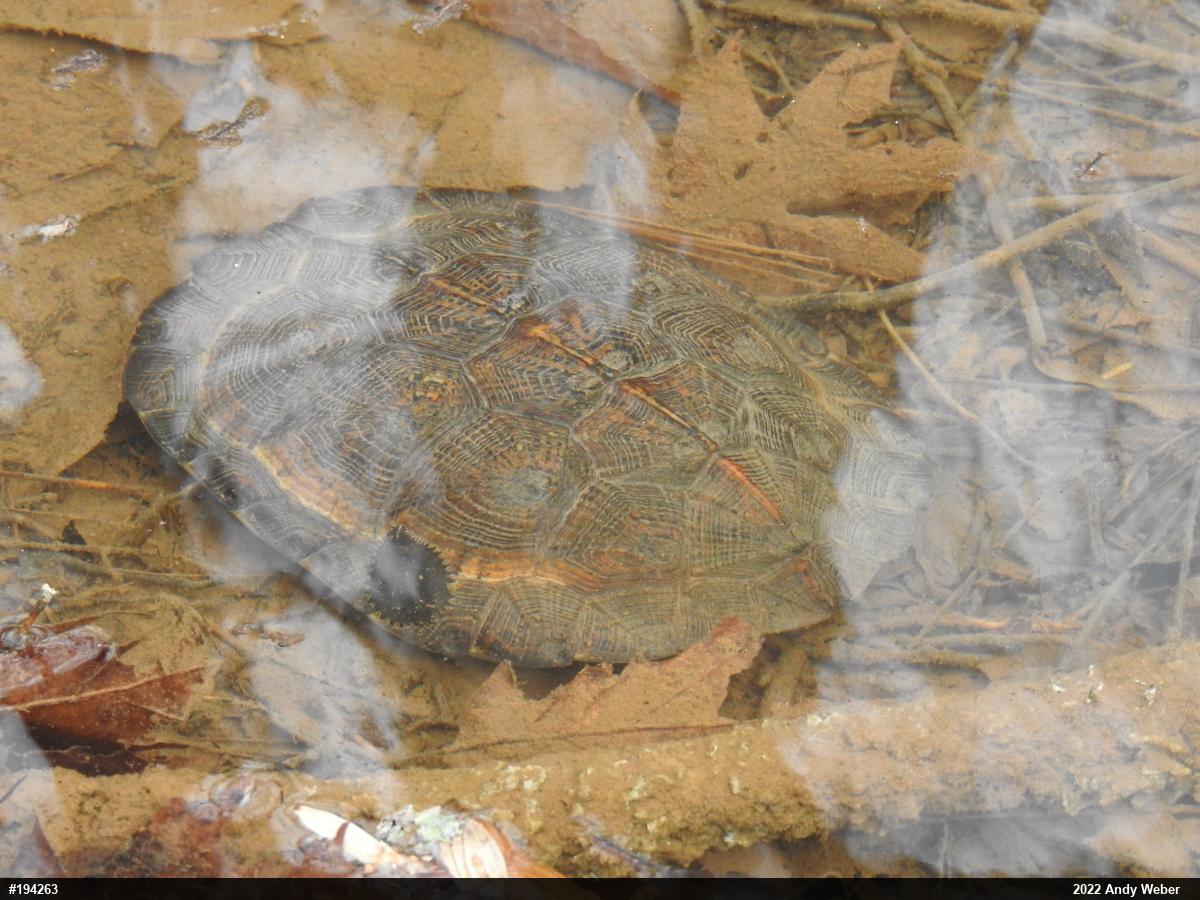 Wood Turtle