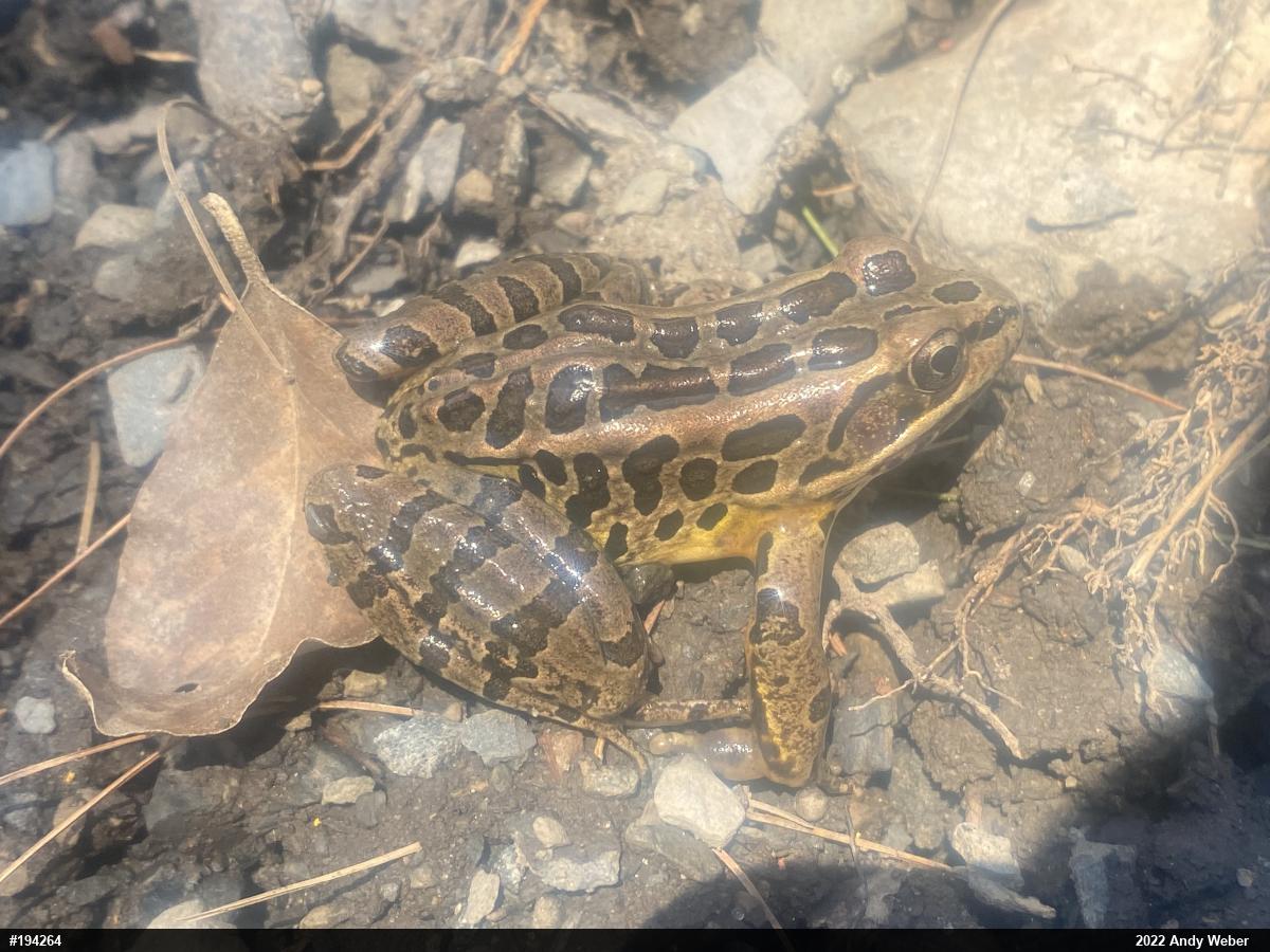 Pickerel Frog