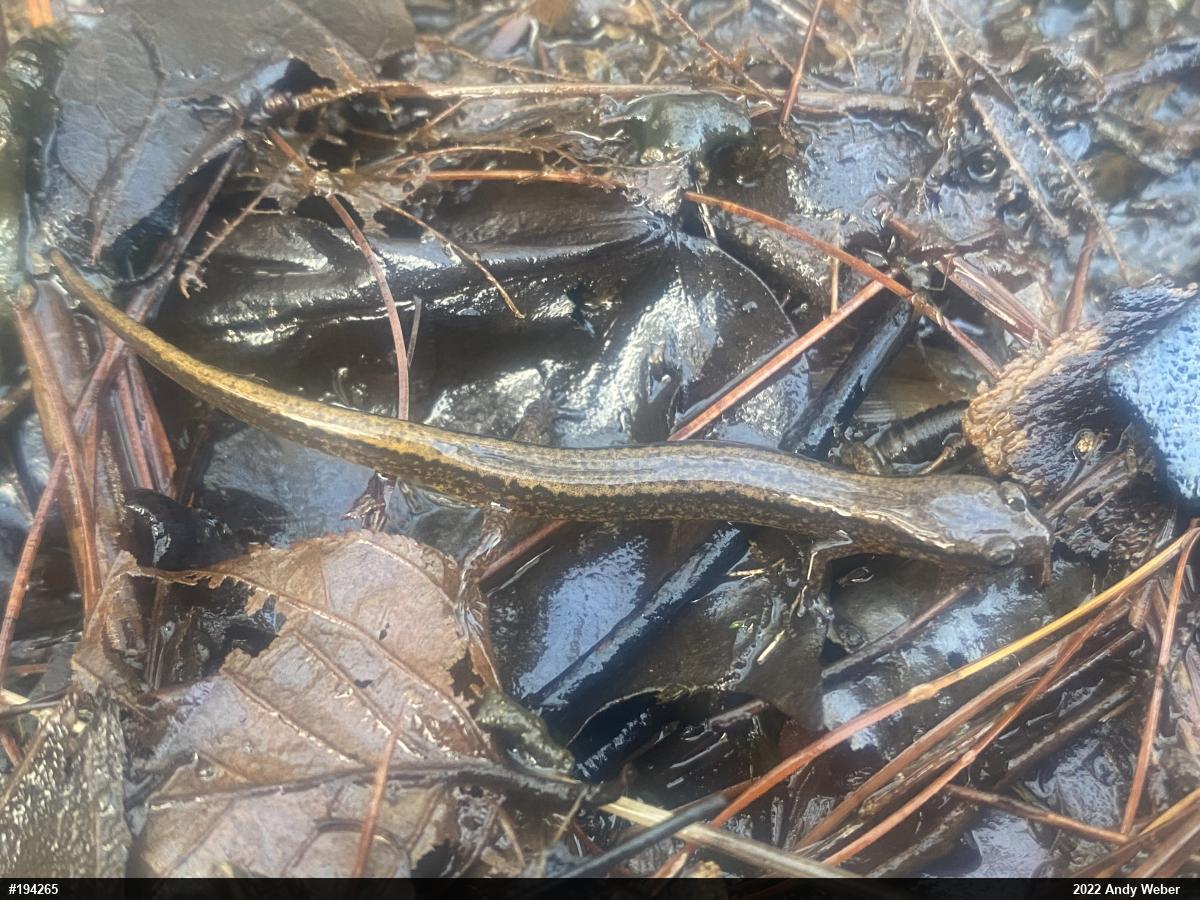 Northern Two-lined Salamander
