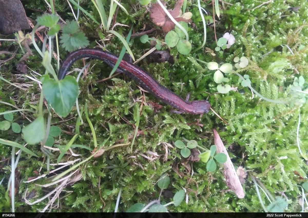 Eastern Red-backed  Salamander