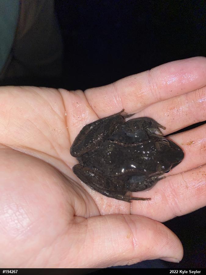 Wood Frog