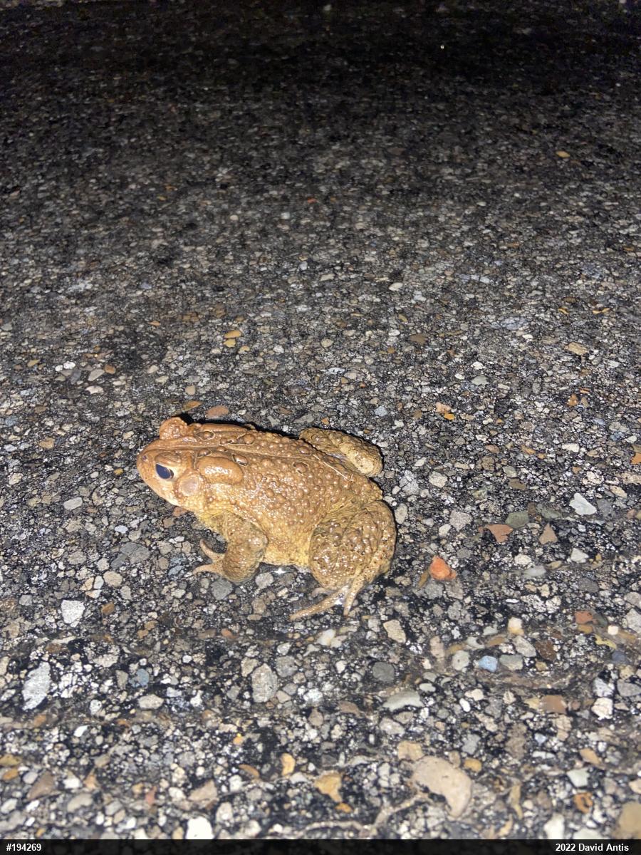 Eastern American Toad