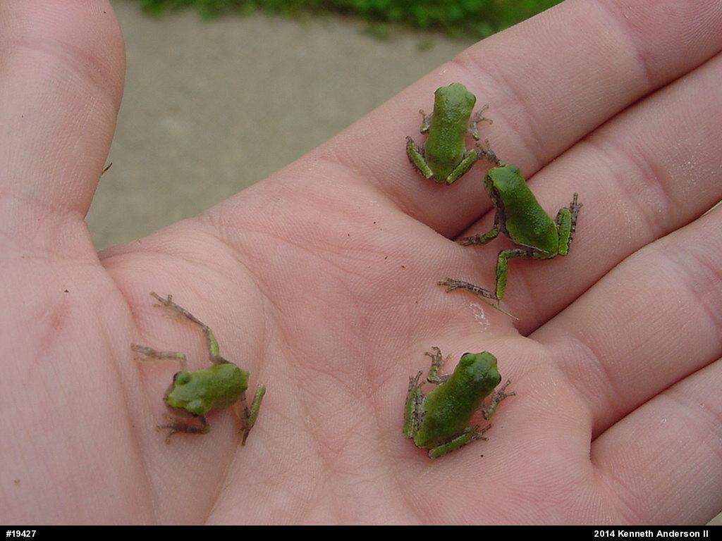 Gray Treefrog