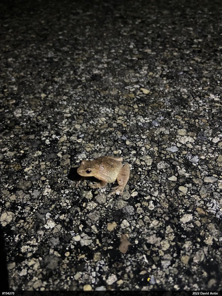 Spring Peeper
