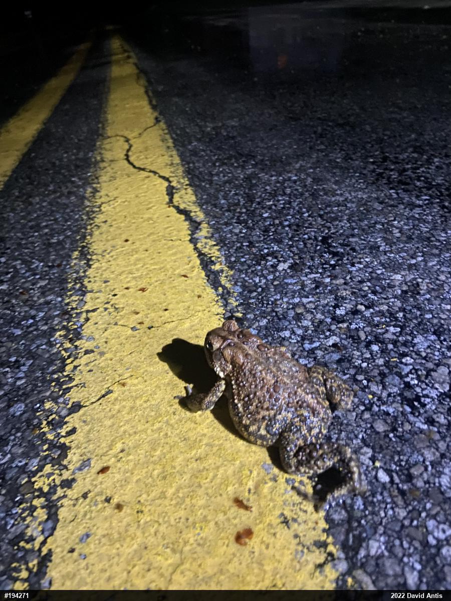 Eastern American Toad
