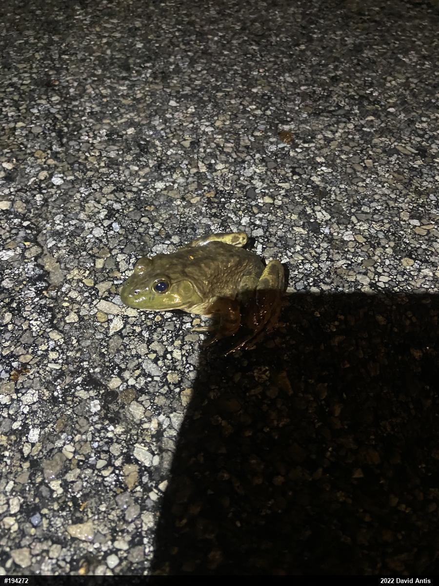 American Bullfrog