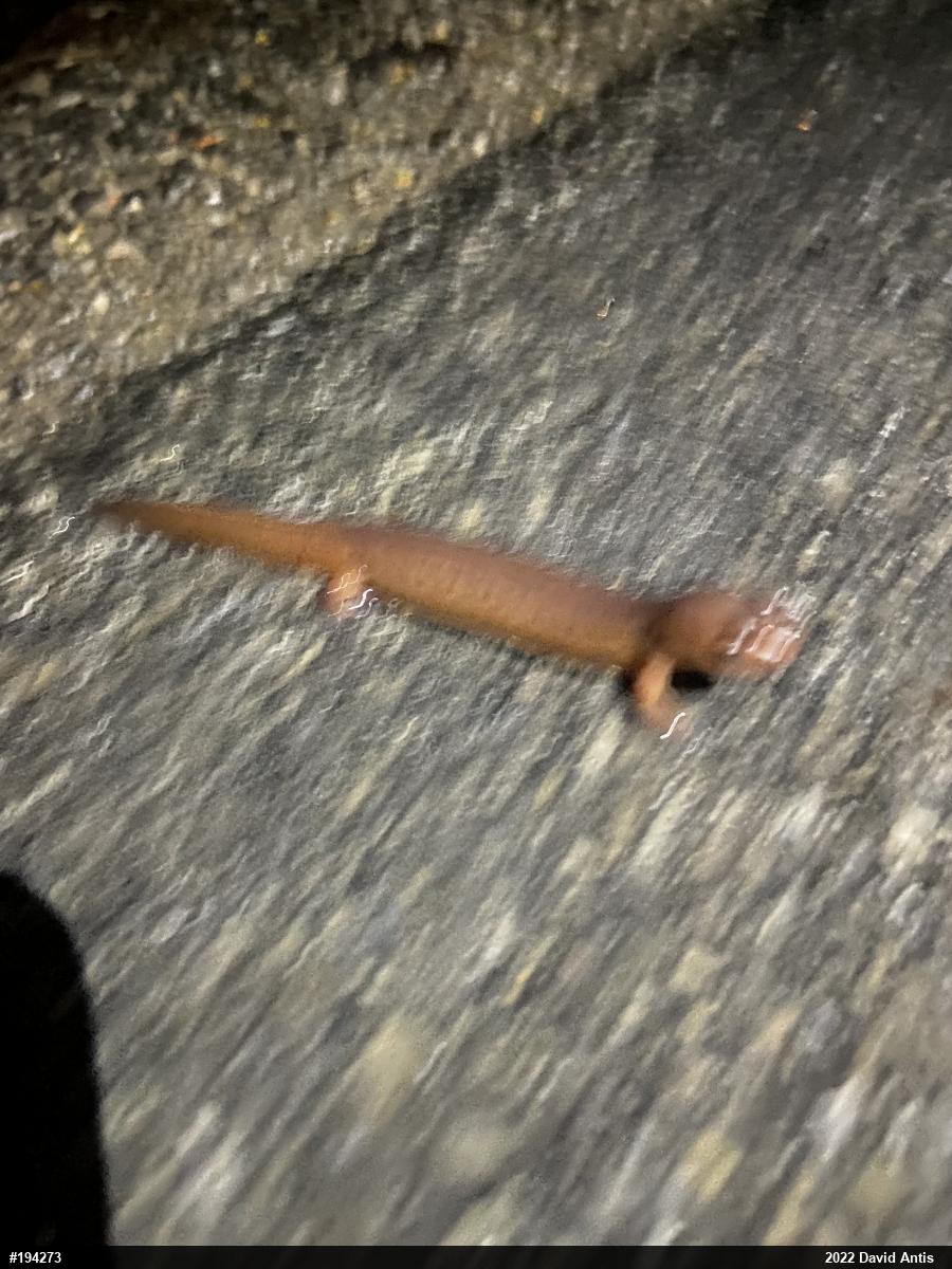 Northern Spring Salamander