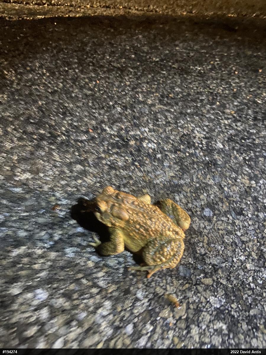 Eastern American Toad