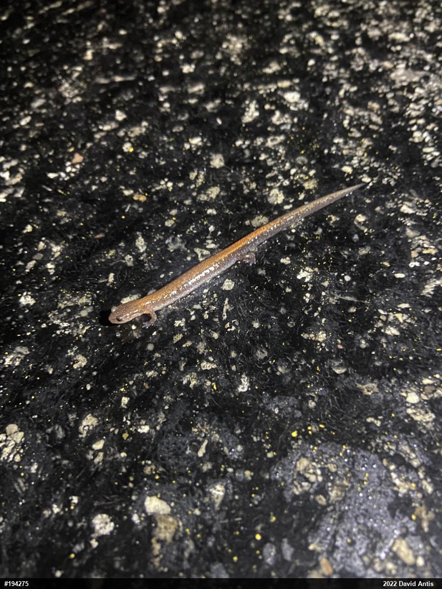 Eastern Red-backed  Salamander