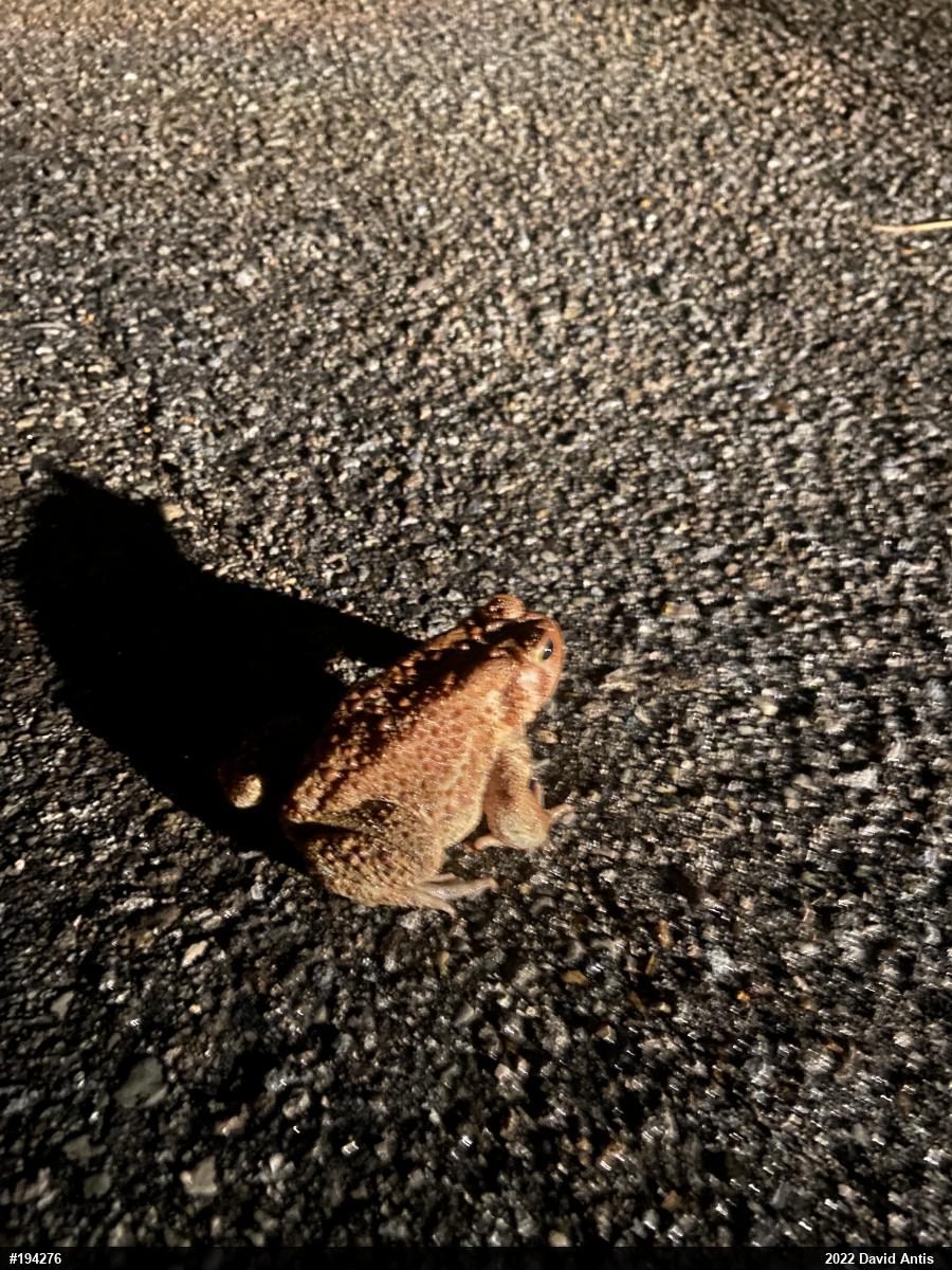 Eastern American Toad
