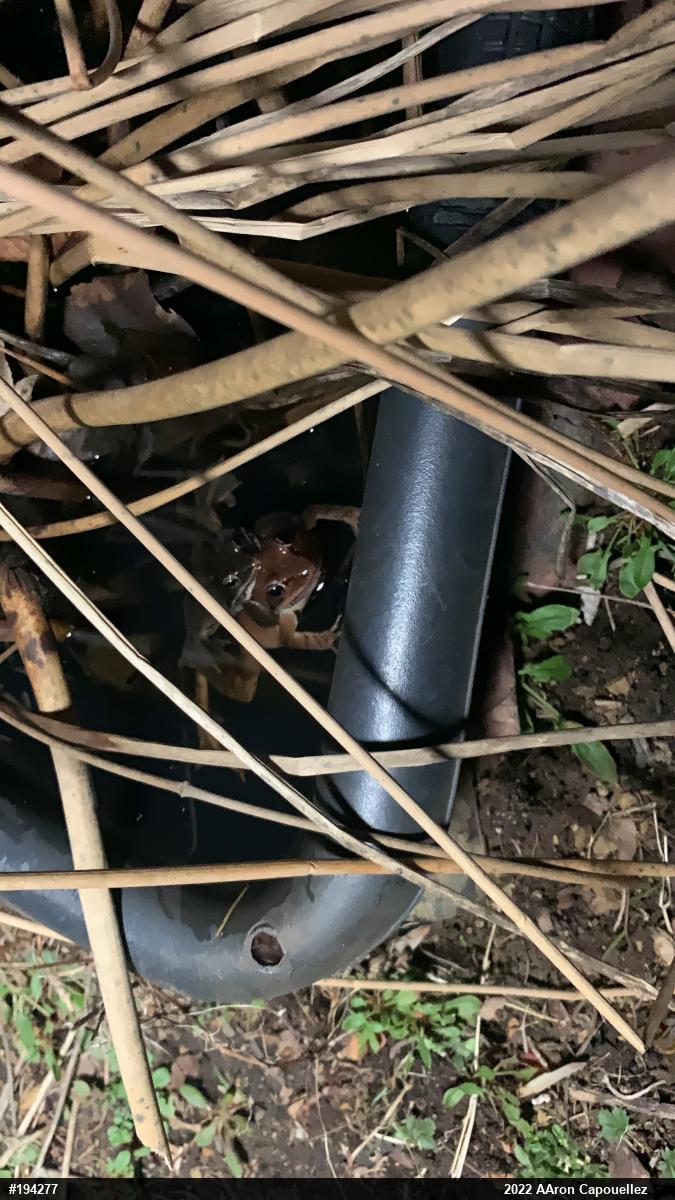Wood Frog
