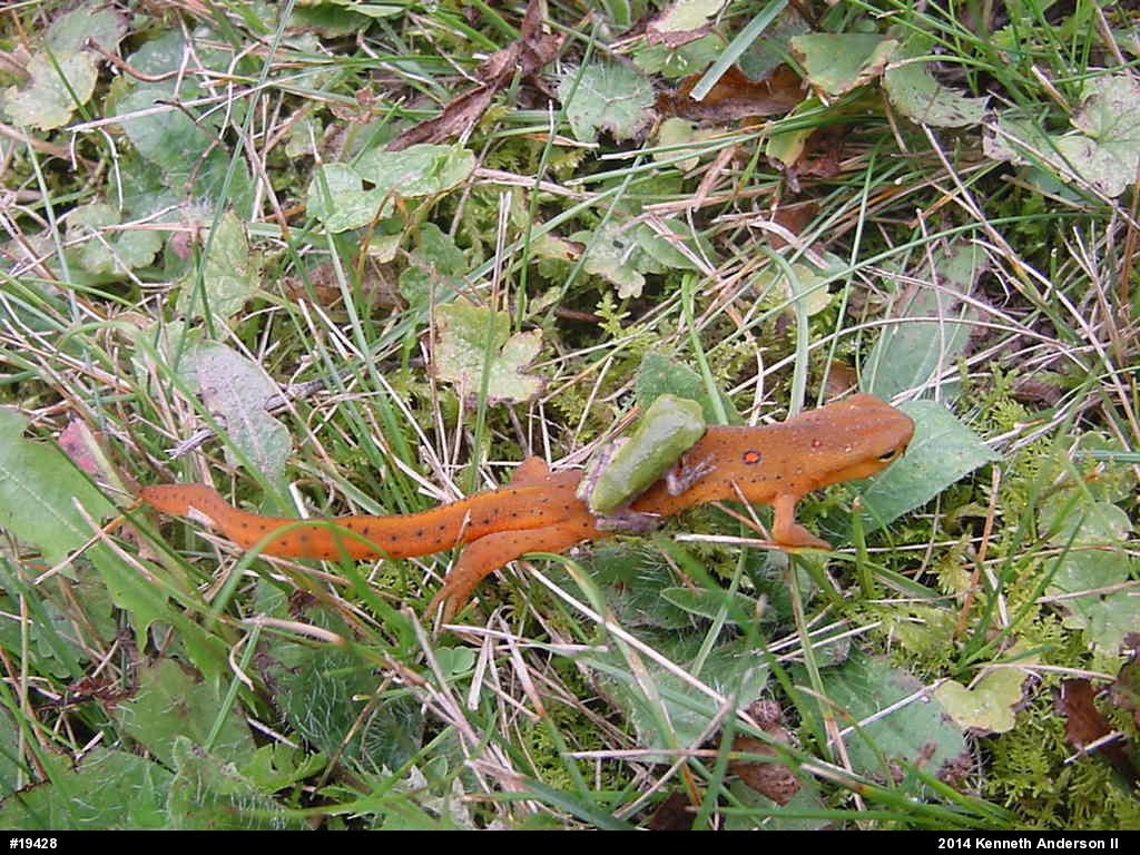 Red-spotted Newt