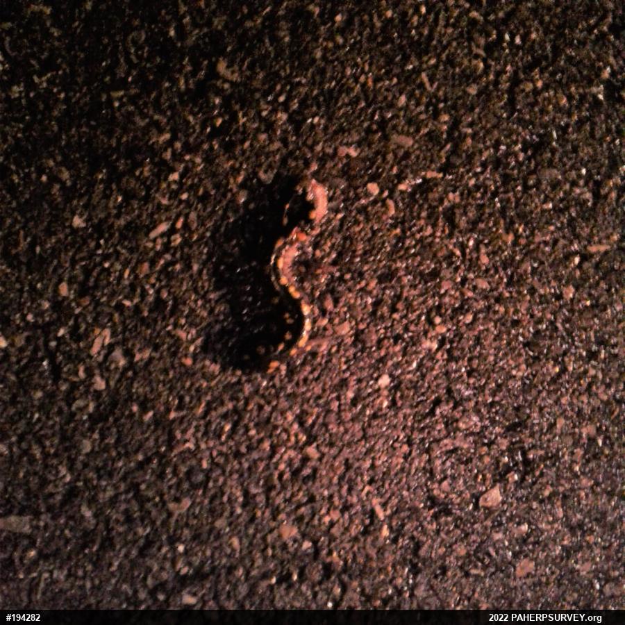 Spotted Salamander