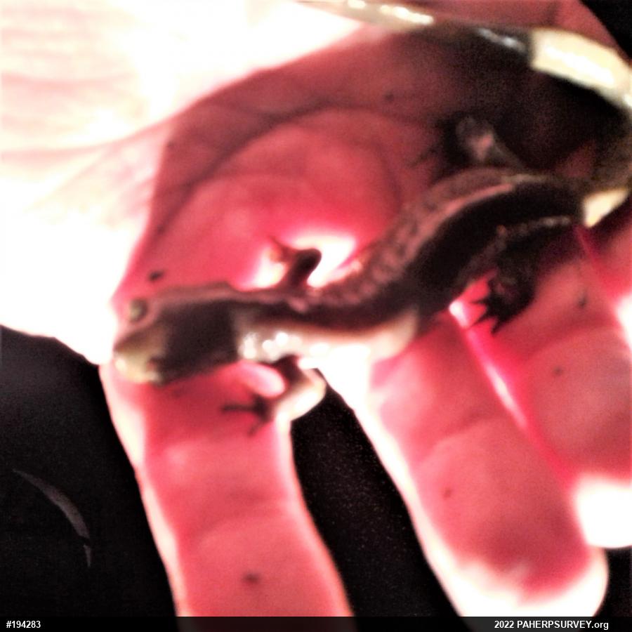 Jefferson Salamander