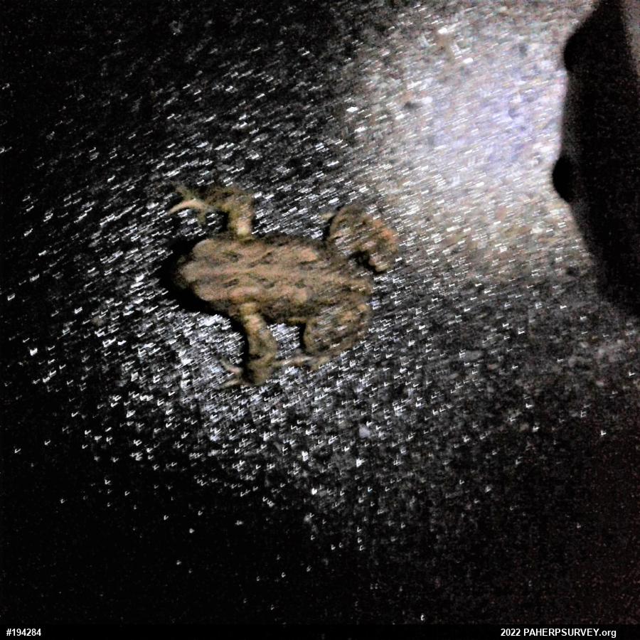 Eastern American Toad
